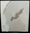 Large/Detailed Fossil Balloon Vine Leaf #2115-1